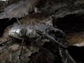 ミヤマクワガタ