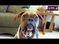 Funny Dogs Funny Compilation 2015 Speaking dogs