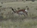Antelope2 Antelope2