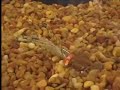 John B's Fly & Light Tackle IN ACTION