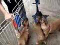 Pastor Belga Malinois video