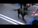 Manifestaci�n Antitaurina en Bilbao - 23 de agosto/08