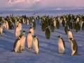 videos de Penguins
