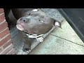 LEFTY PIT BULL RAZORS EDGE