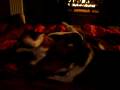 videos de Beagle Fight 2