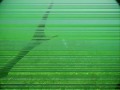 Aale, Flu�barsche, S��wassermedusen, Karpfen