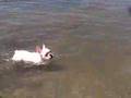 フレンチブルドッグのミルコ、初めての海で泳ぐ