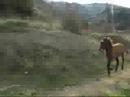 Beba - Canter - © sotos206 - 25-2-2007