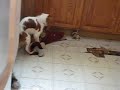 Crazy dog love his lion Crazy dog love his lion