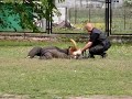 Malinois Arturasa Malinois Arturasa