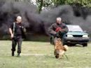 Malinois Arturasa