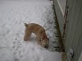 Winston the Wheaten Terrier in the Snow Winston the Wheaten Terrier in the Snow