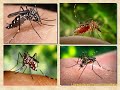 PREVENCION ENFERMEDAD DENGUE