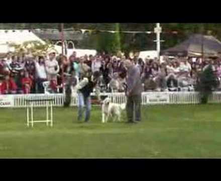 BEST IN SHOW ARAD 2006