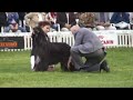 BEST IN SHOW ARAD 2006