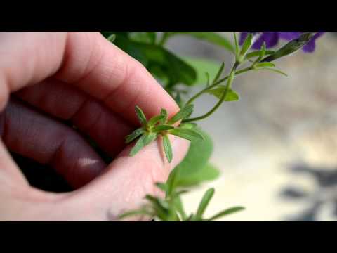 how to harvest fuchsia seeds