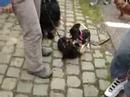 Wandeling Borgloon Cavaliers