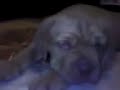 CACHORRO  DOGO   DE  BORDEAUX, CRIADERO MALPICA