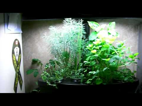 how to harvest dill aerogarden