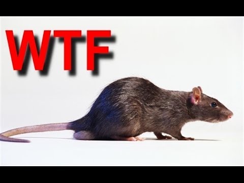 You Haven't Seen A Rat Like This Before