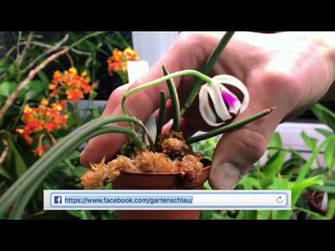 Orchideen Arten: Leptotes bicolor - eine Orchidee aus ...