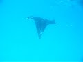 Sounds Of Mantas
