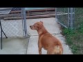SVP T-300 HD Camcorder Outdoors video test