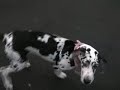 Great Dane meets Mallanois