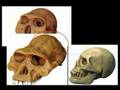 Human Origins: The Homo Habilis