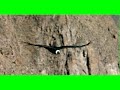 ANDEAN CONDOR //COLCA CANYON// PERU //André Parent ANDEAN CONDOR //COLCA CANYON// PERU //André Parent
