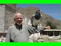 ANDEAN CONDOR //COLCA CANYON// PERU //André Parent
