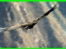 ANDEAN CONDOR //COLCA CANYON// PERU //André Parent