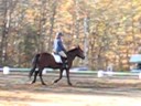 More Dressage Clinic!