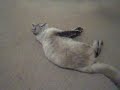 Cat - Playing dead on comand