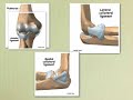 Dr Alexandre Henrique - aula PG fisioterapia - anatomia MMSS - CESUMAR