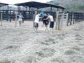 videos de kokinho(edilson) porquinho andando de avestruzzzz
