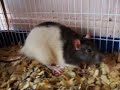 Second Batch of Newborn Baby Rats Second Batch of Newborn Baby Rats