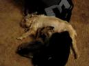 Poor Mama Zipy Zill - She must be a saint!