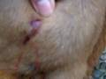 videos de vet med on the patio