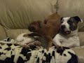 boxer Bleu taking a dive
