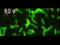In vitro motility: chimeric myosin VI (minus-end directed) In vitro motility: chimeric myosin VI (minus-end directed)