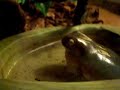 Whites Tree Frog Croaking Whites Tree Frog Croaking