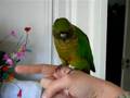 Pelle