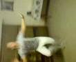 Eugen Dance Part 1