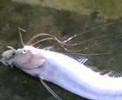 Real life Sea Dragon