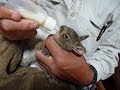 動画　子ウサギのマメ