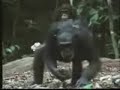 Chimpances y herramientas