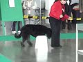 World Dog Show-Poznań 2006-Bouvier des Flandres ;Open Class