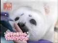 クラカケ・アザラシの赤ちゃん