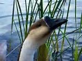 Almaden Lake Ducks